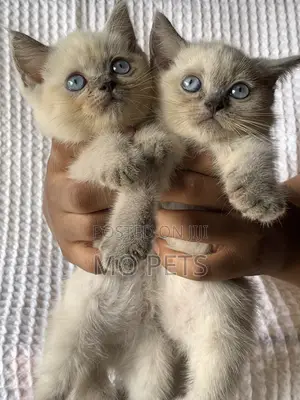 1-3 months Female Purebred British Shorthair