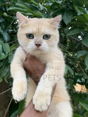 6-12 months Male Purebred British Shorthair