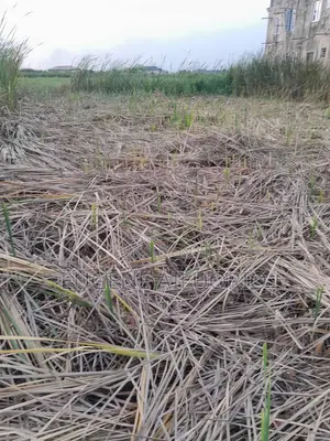 A Very Suitable and Fertile Virgin Land 100 by 100 at Bako Estate