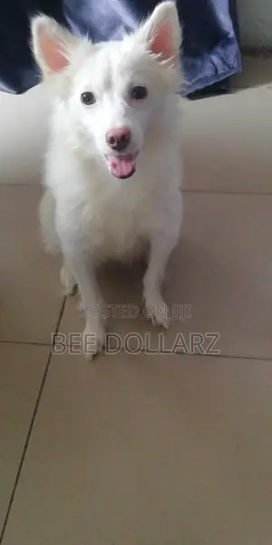 1+ year Female Purebred American Eskimo