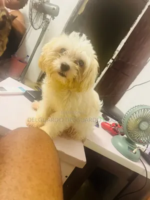 1+ year Female Purebred Lhasa Apso