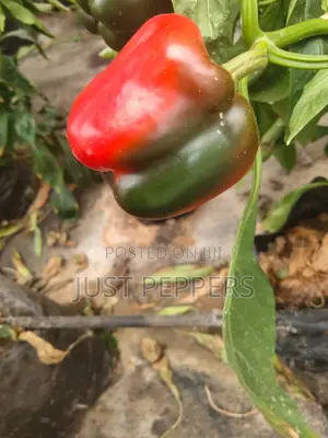 Bell Pepper
