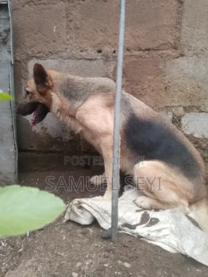 1+ year Female Purebred German Shepherd
