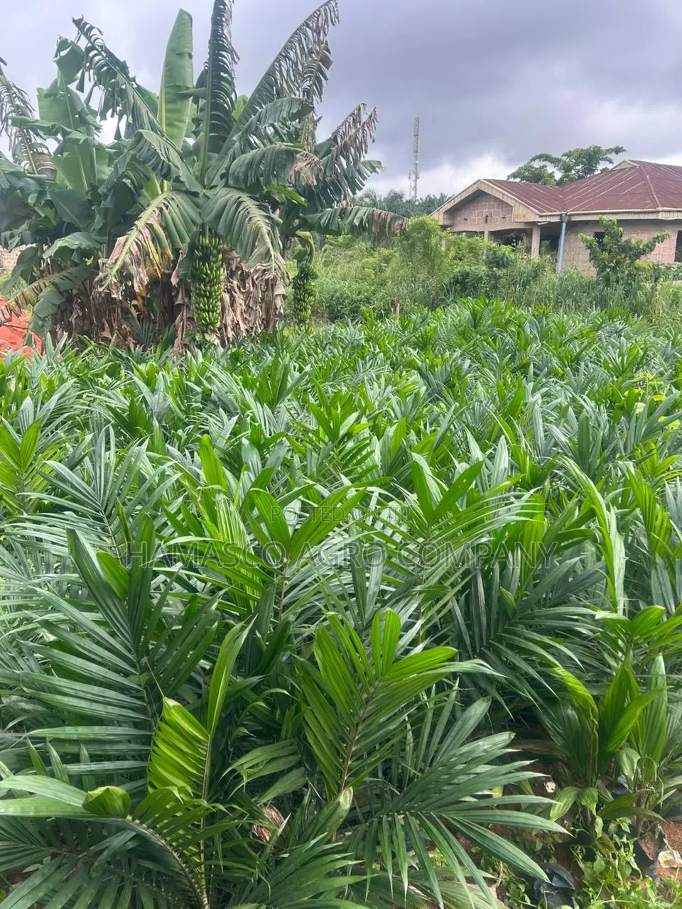 Purely Supergene Palm