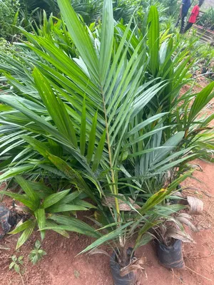 Purely Supergene Palm