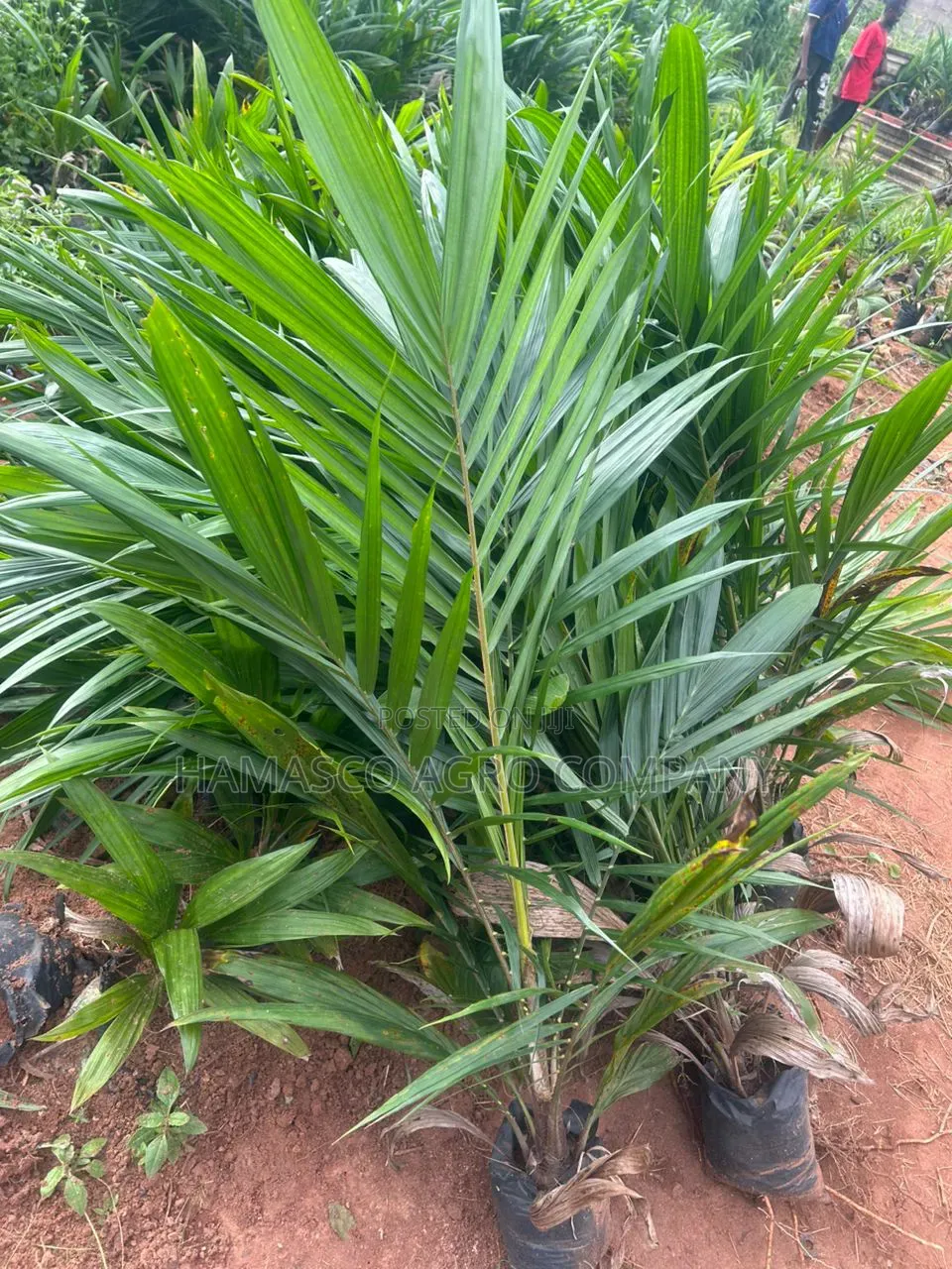 Purely Supergene Palm
