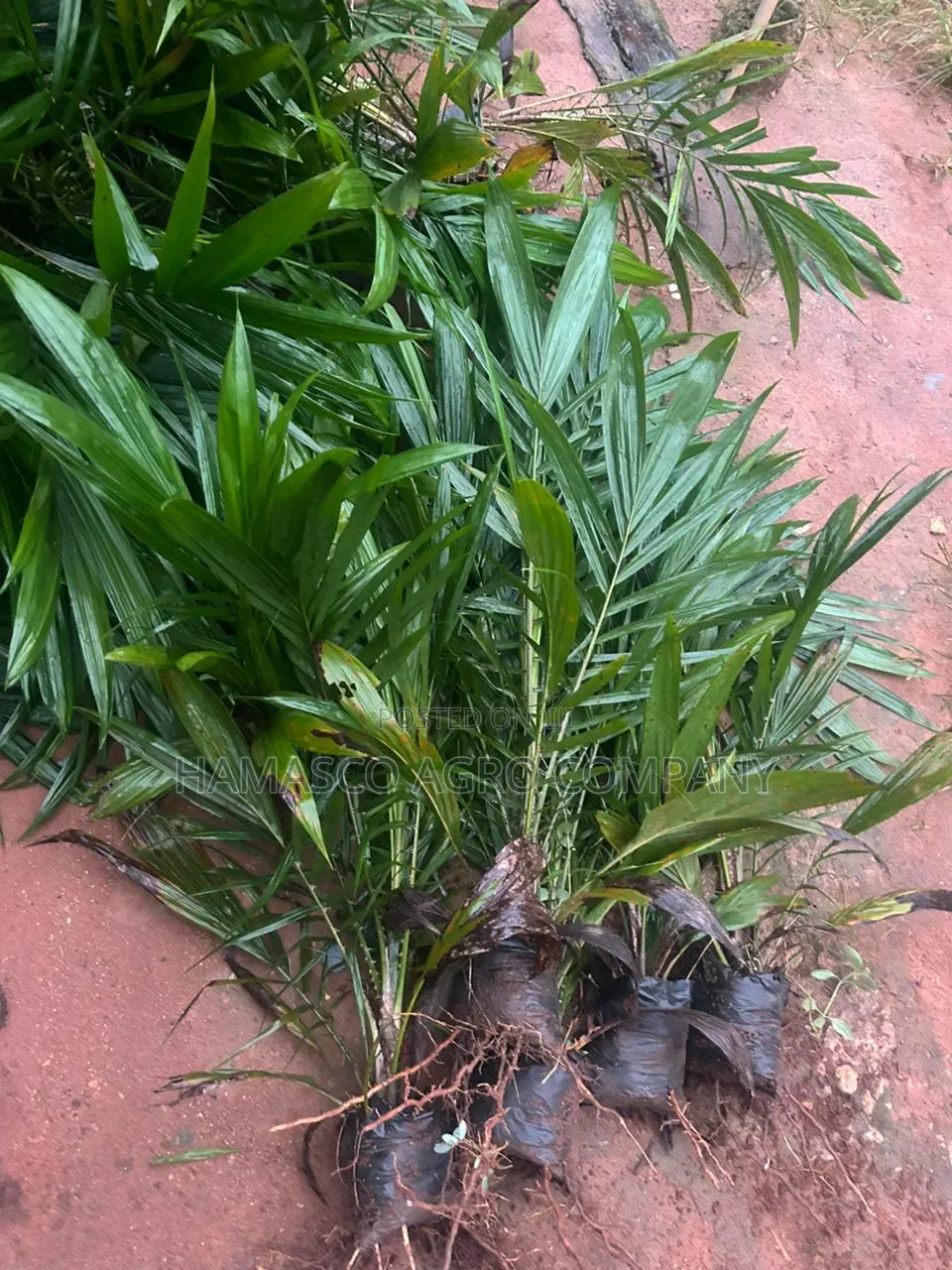 Purely Supergene Palm