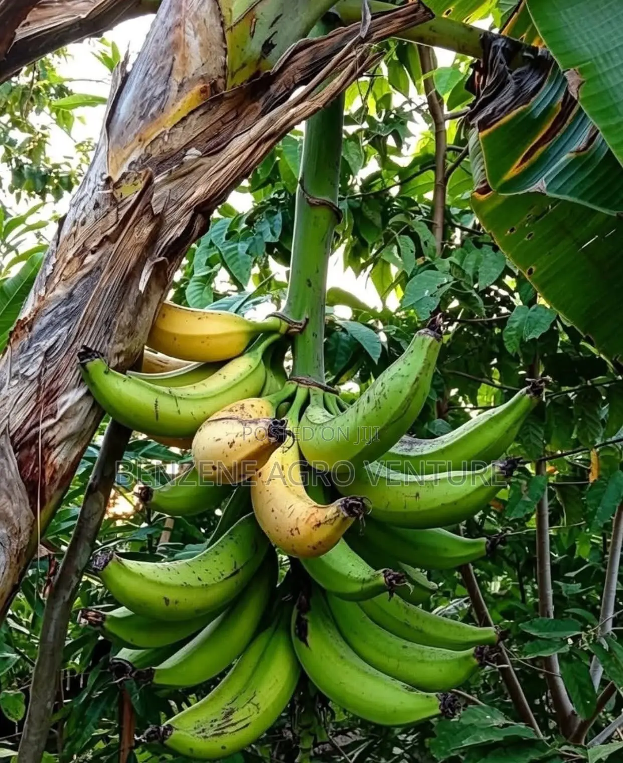 Plantain Sucker