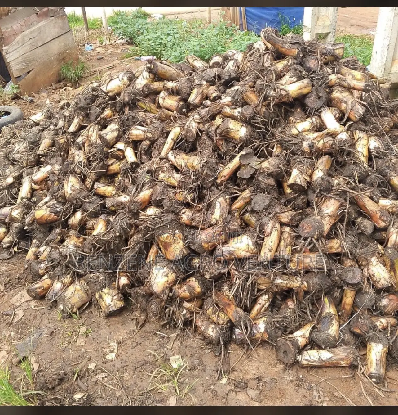 Plantain Sucker