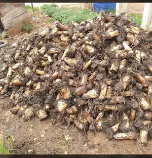 Plantain Sucker