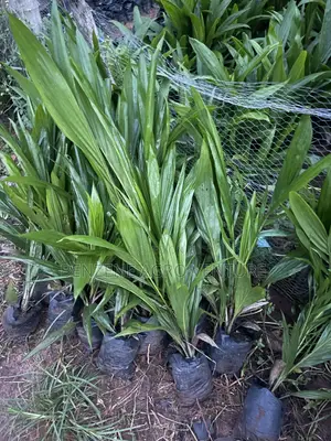 Palm Seedling
