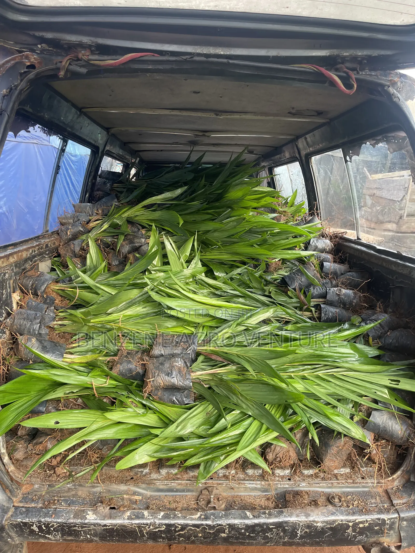 Palm Seedling