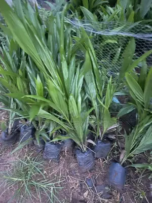 Palm Seedling