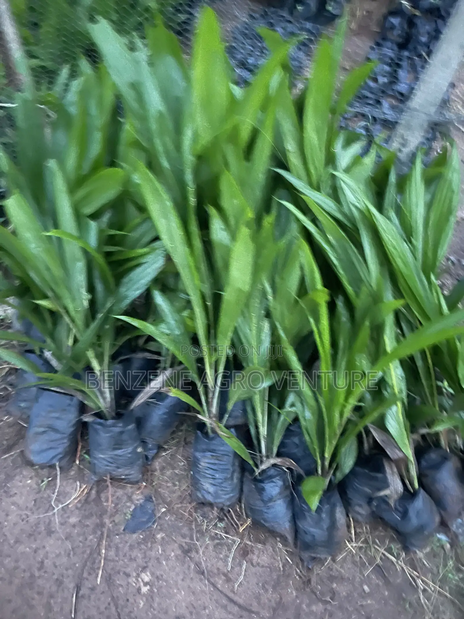 Palm Seedling