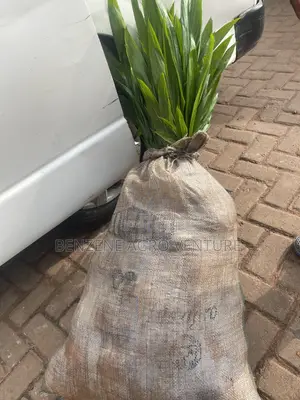Palm Seedling
