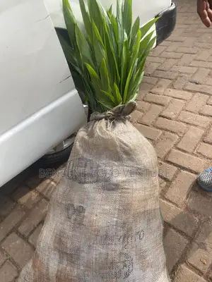 Palm Seedling