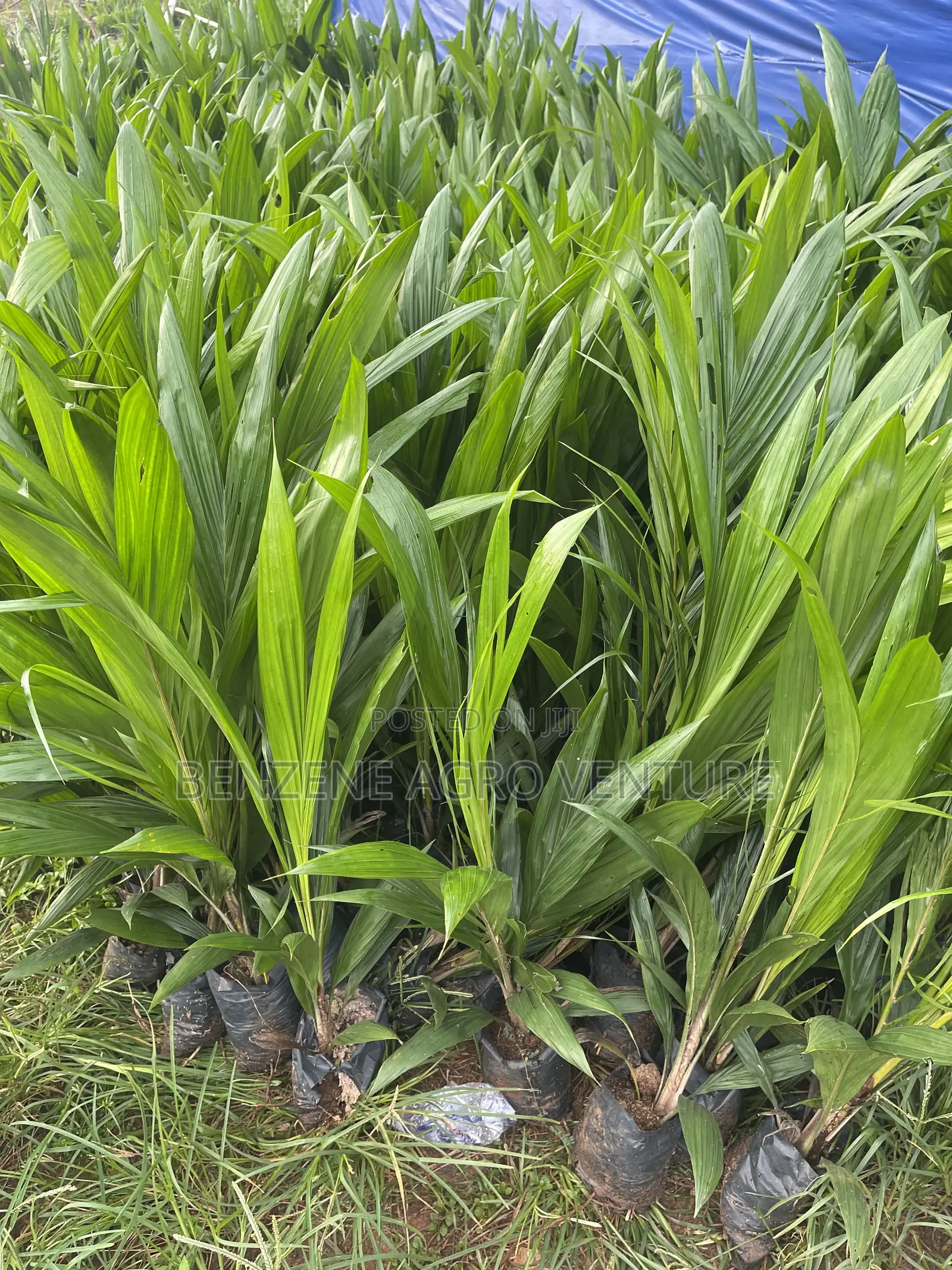 Palm Seedling