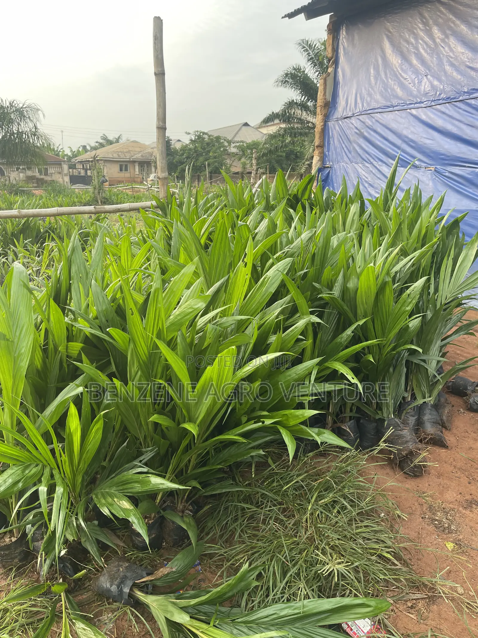 Palm Seedling