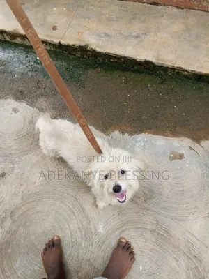 1+ year Female Purebred Lhasa Apso