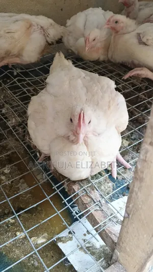 Broiler Chicken