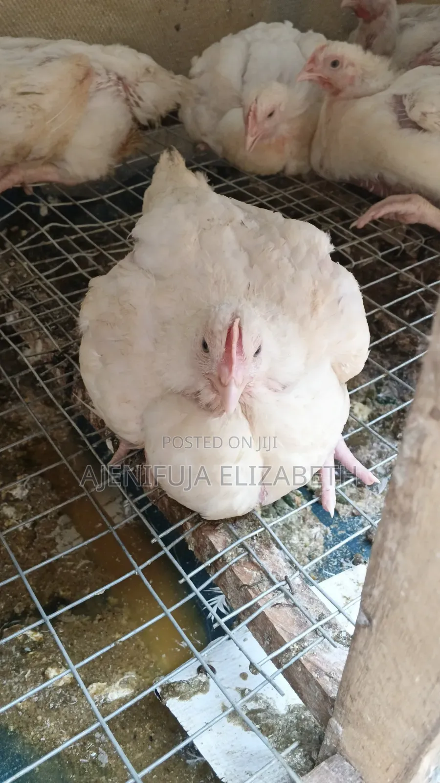 Broiler Chicken