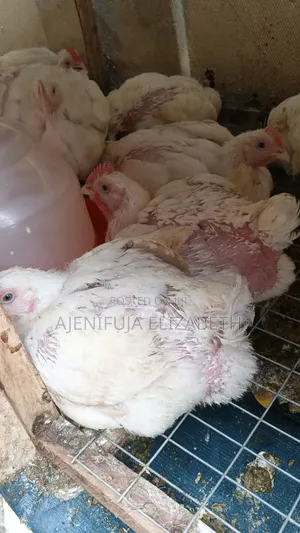 Broiler Chicken
