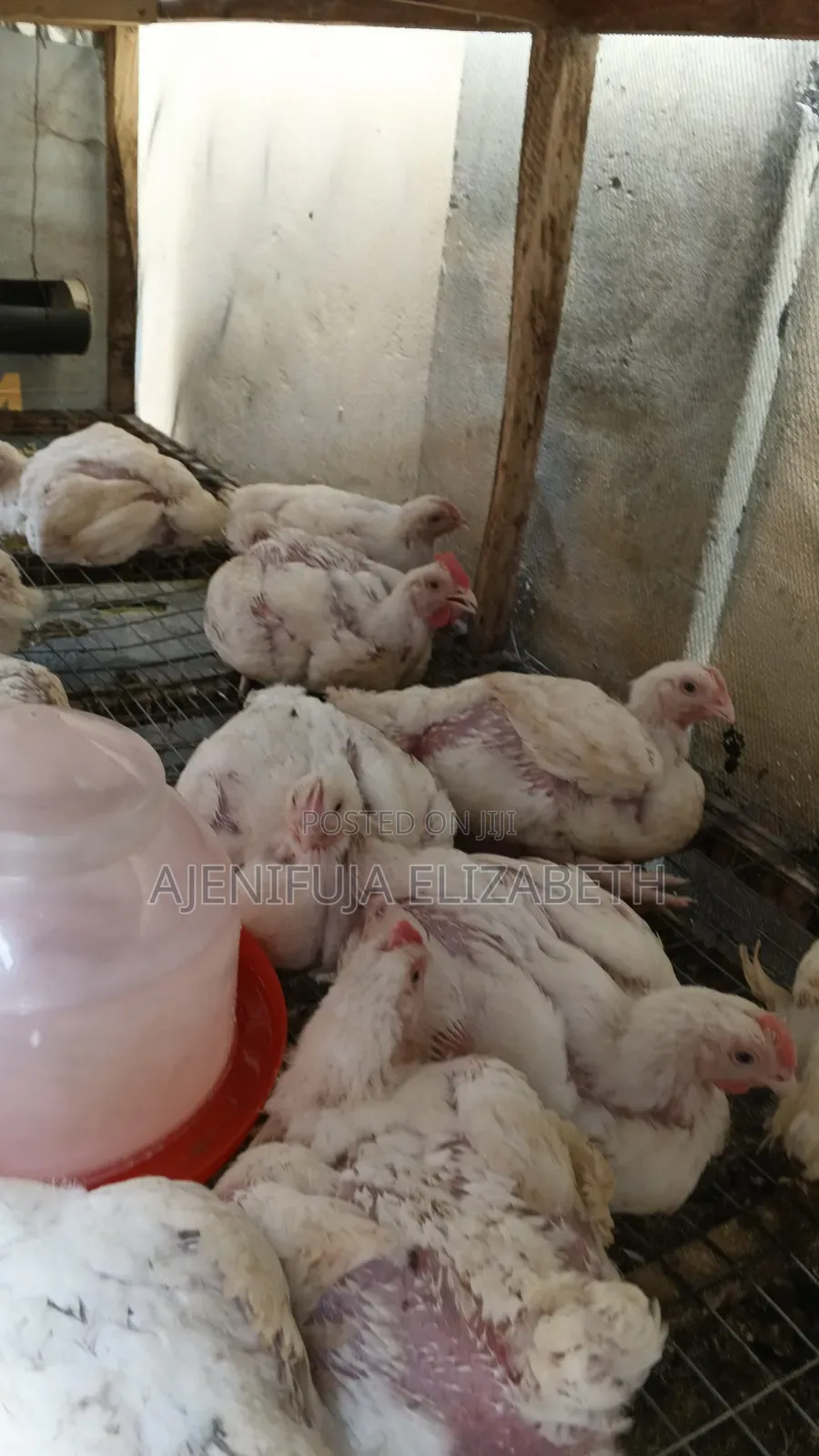 Broiler Chicken