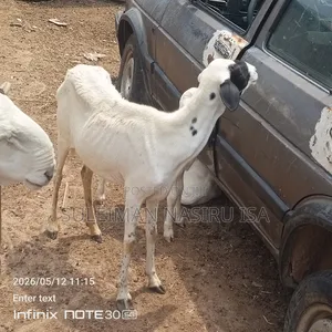 Pregnant Ewe