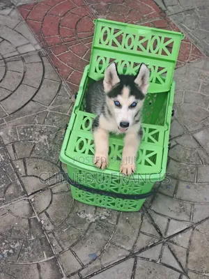 1-3 months Male Purebred Siberian Husky