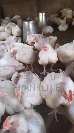 Poultry Products