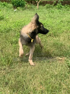 3-6 months Male Purebred German Shepherd