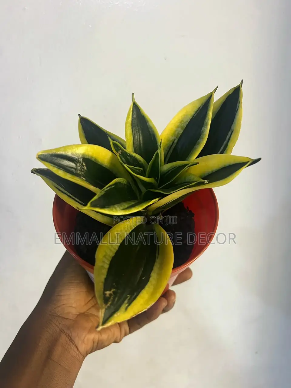 Sansevieria Black Star