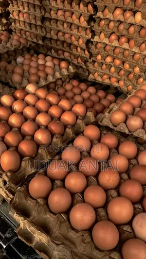 Fresh Farm Eggs In Port Hacourt