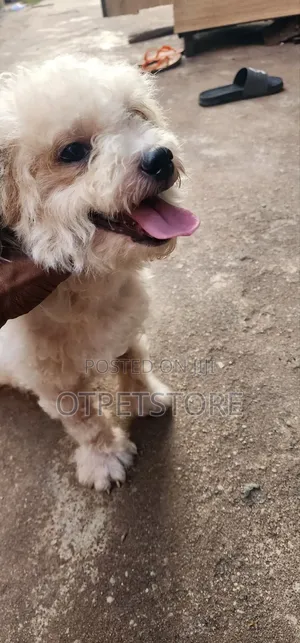 1+ year Male Purebred Lhasa Apso