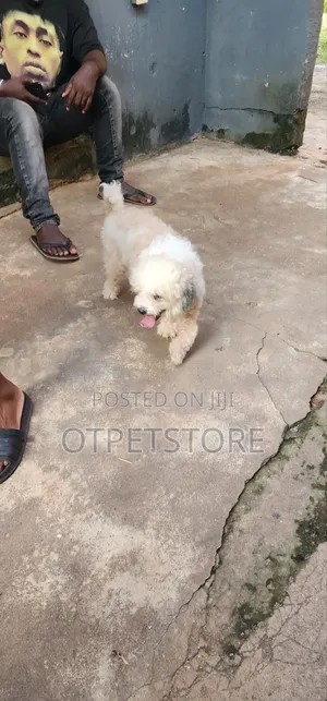 1+ year Male Purebred Lhasa Apso