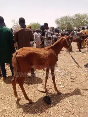 A Good Horse