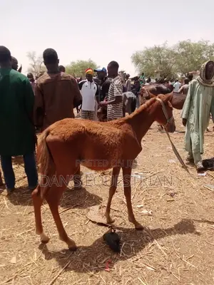A Good Horse