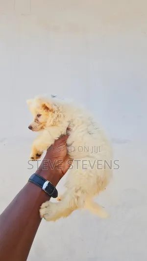 0-1 month Male Purebred American Eskimo