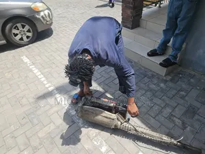 Fumigation Services
