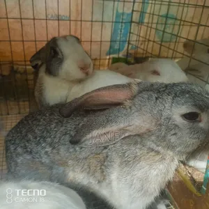 Chinchilla and American White Rabbits