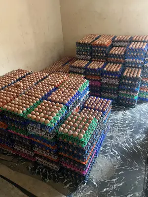 Fresh Eggs Direct From Farm