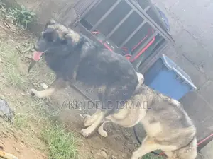 1+ year Male Purebred Caucasian Shepherd