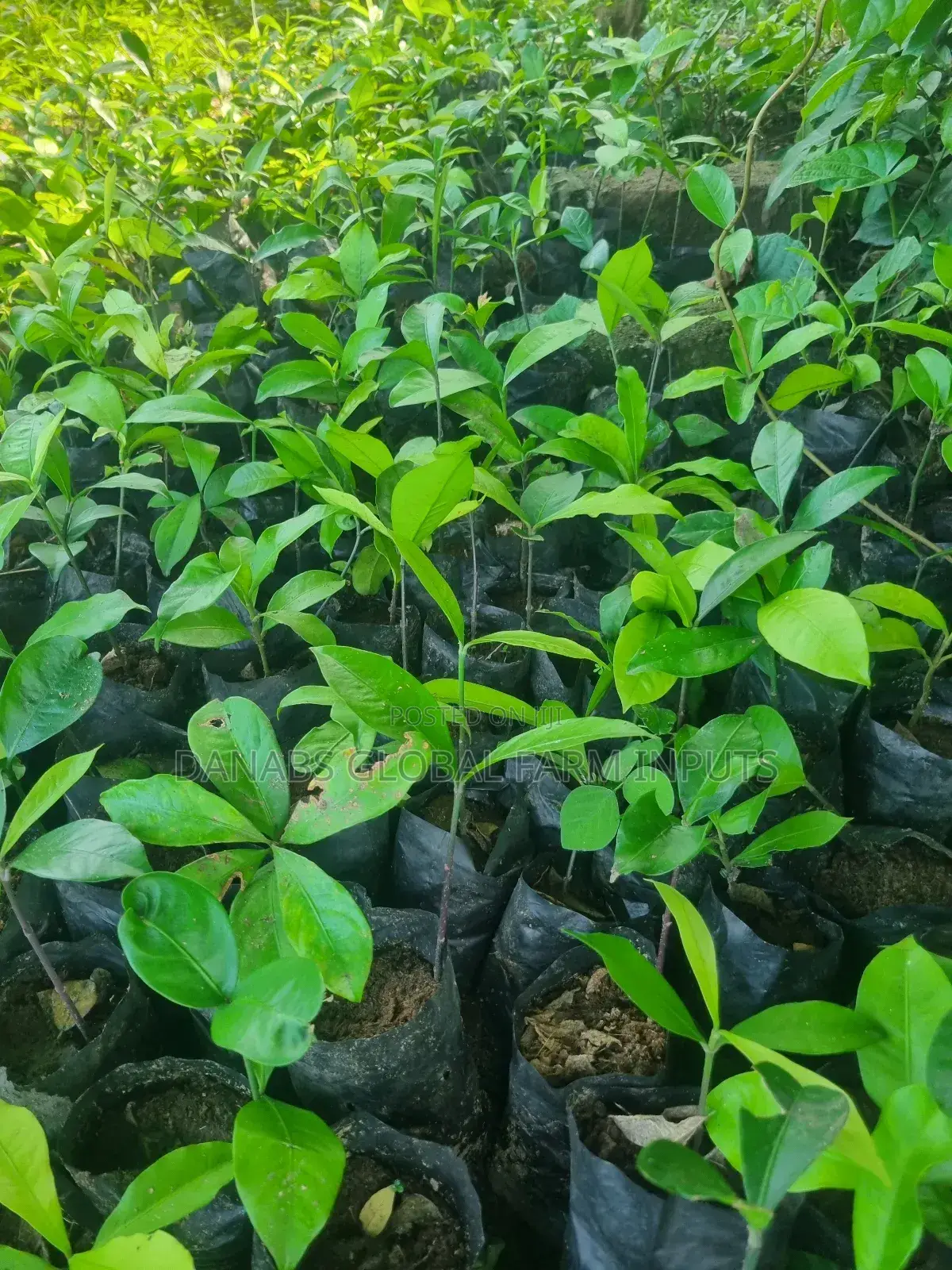 Bitter Kola Seedlings