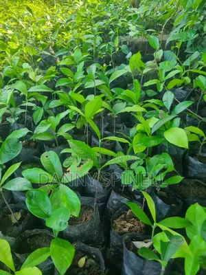 Bitter Kola Seedlings