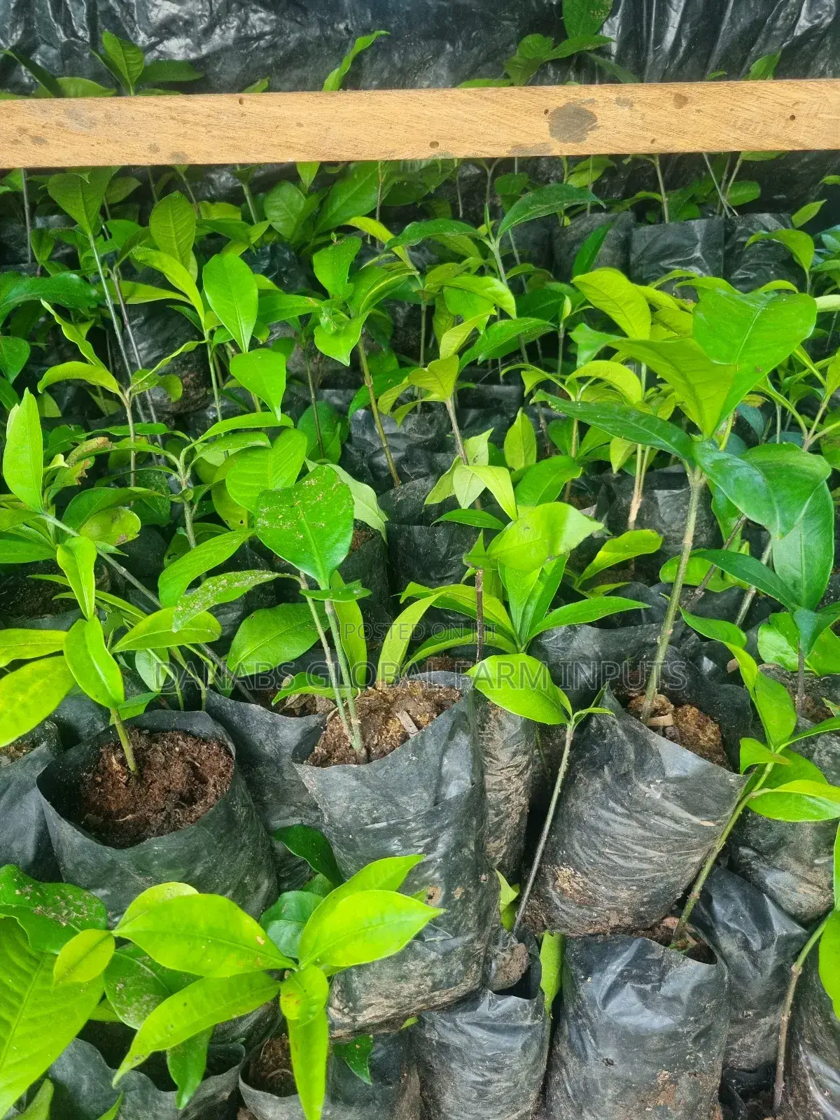 Bitter Kola Seedlings