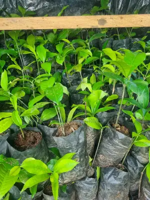 Bitter Kola Seedlings
