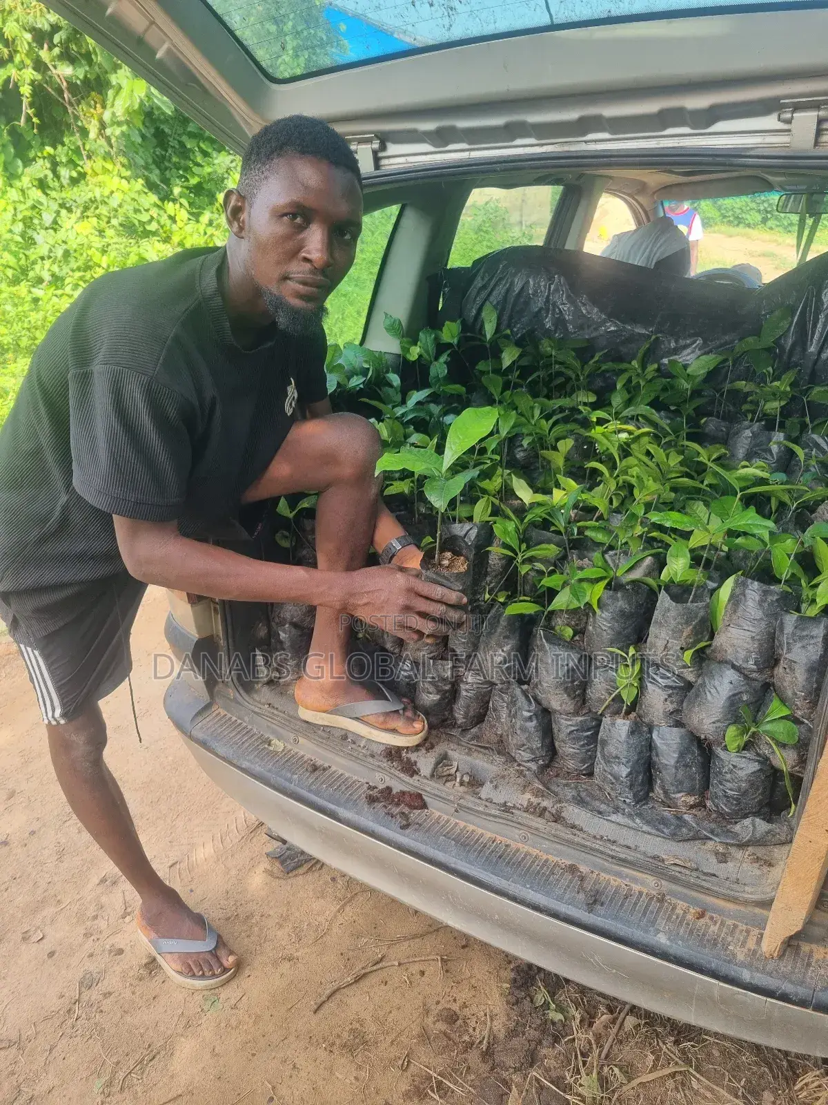 Bitter Kola Seedlings