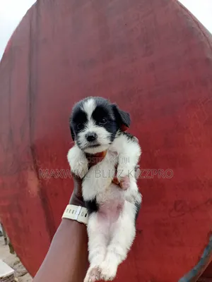 1-3 months Female Purebred Lhasa Apso