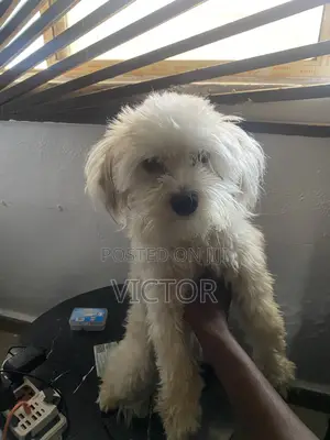1+ year Male Purebred Lhasa Apso
