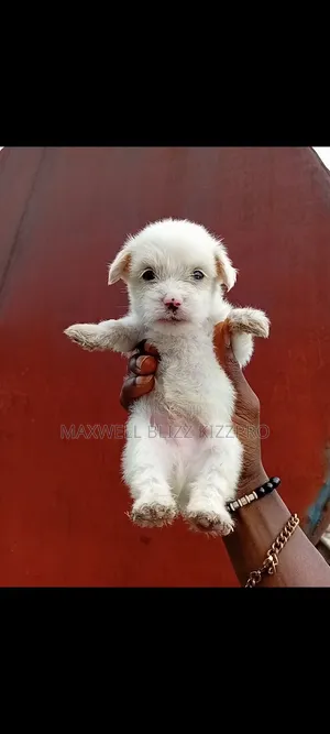 1-3 months Male Purebred Lhasa Apso